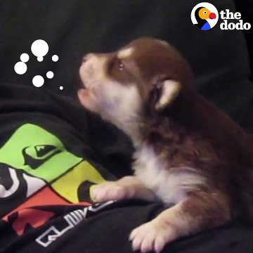 Malamute Husky Puppy Howling for the First Time _ The Dodo