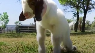 Massive Dog Adopts Special Needs Goat - SAMMY
