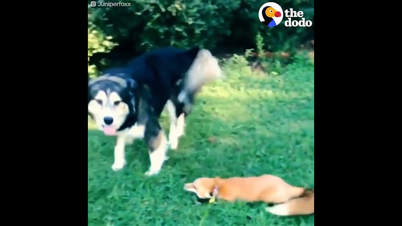 Rescued Fox Loves Her Dog _ Best Animal Videos_...