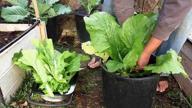 Growing Mustard Greens : Florida Broad Leaf Indian Mustard