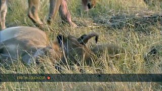 Desperate lions kill elephant calf