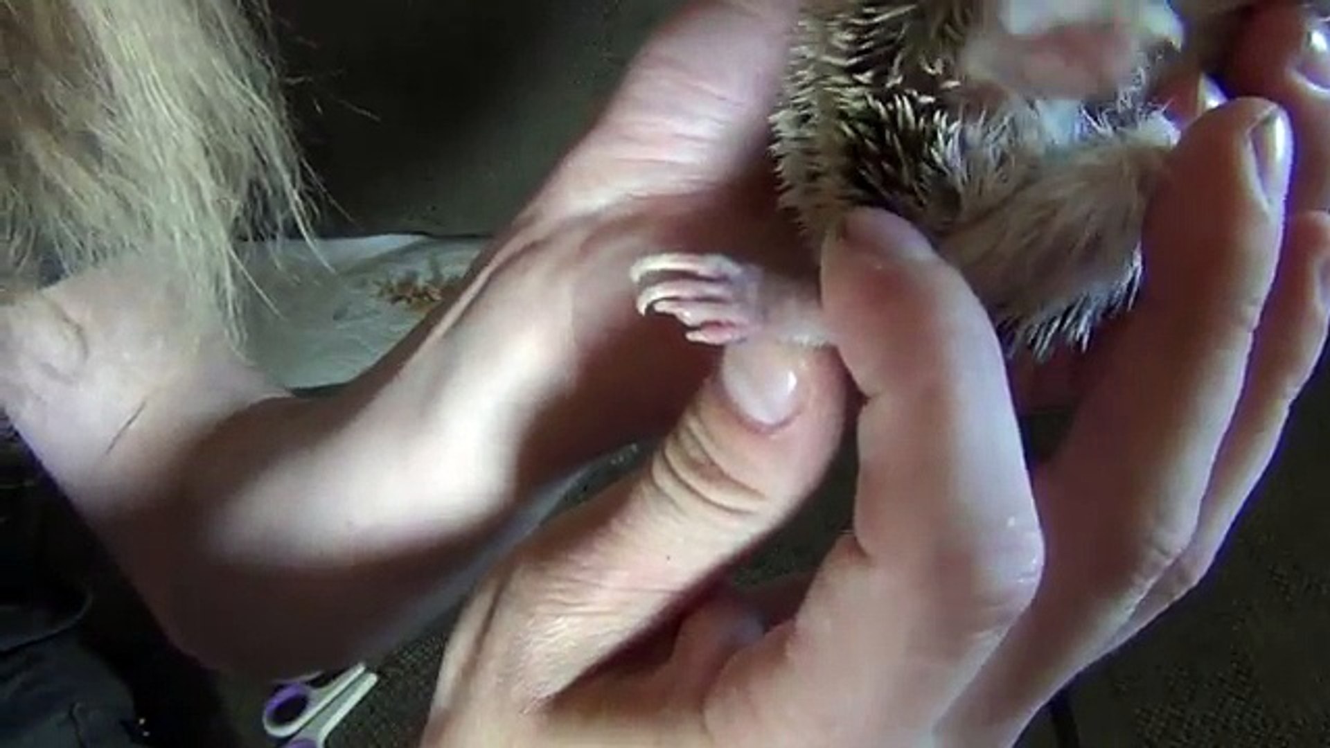 How To Cut HEDGEHOG Nails!