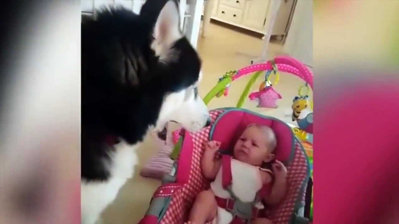 ŚMIESZNE HUSKY  DUBBING MATT OLECH