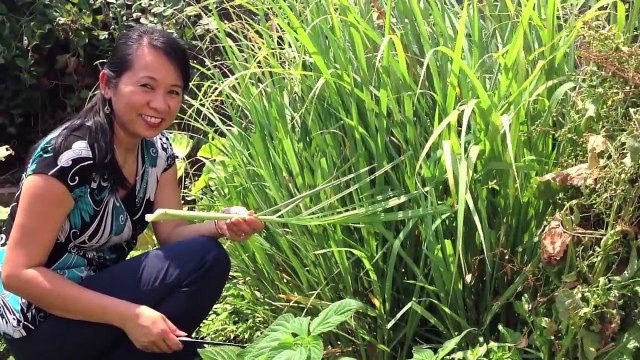 How To Grill Lemongrass Pork Chops-Vietnamese Food Recipes