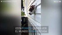 ¡Una perrita se queda atrapada en una agujero de ventilación!