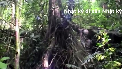 Theo mấy anh dân tộc săn được mấy con chim trĩ và 1 con dê núi to phải chia thịt mang về chứ ăn không hết