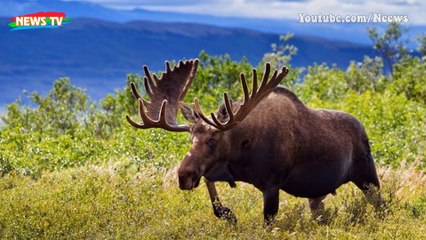 Top 10 loài động vật tốc độ nhanh nhất thế giới