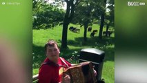 Cows hypnotized by the sound of accordion