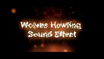 Wolves Howling Sound Effect