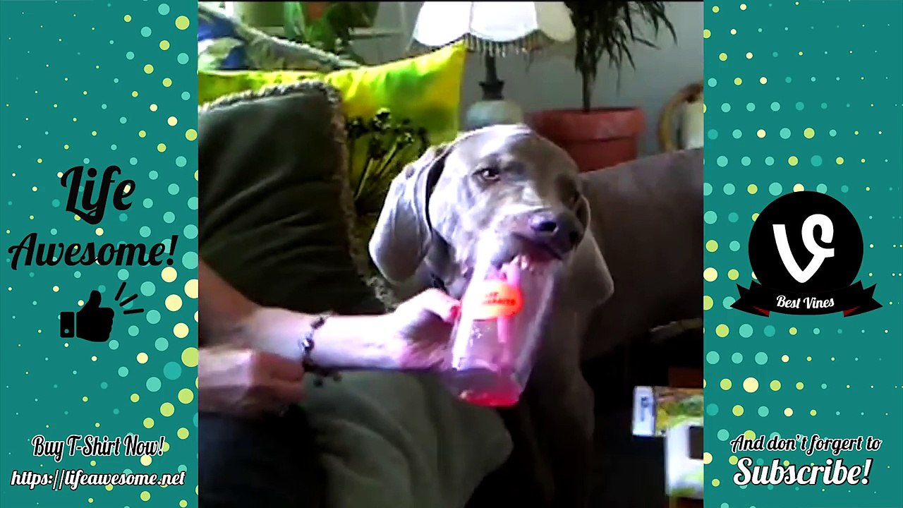 Funniest - Most Hilarious Animal Videos 2018 | Funny Animals Compilation *TRY NOT TO LAUGH or GRIN*