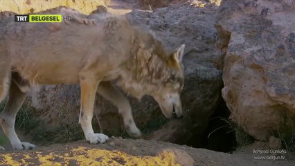 Kurt Belgeseli HD Türkçe