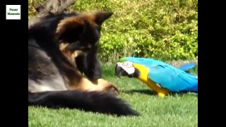 Funny Parrots Annoying Dogs new [NEW HD]