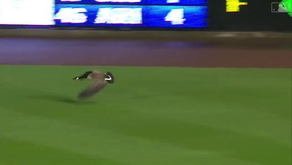 Goose flies into scoreboard at Comerica Park