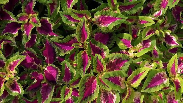 [4k] Samsung 1 - UHD Video Demo For 4k Qled tv