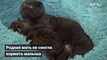 Кошка по имени Моника выкормила детеныша рыси