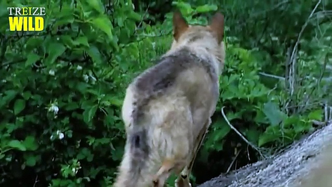 KIFF NO BEAT - MADE IN BLED - Chapitre I : 5 LOUPS