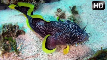 The 12 rarest fish in the world youve never seen