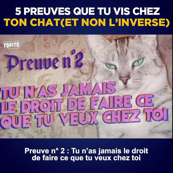 C'est qui le patron ? Ben ouais, c'est ton chat :