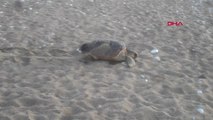 Antalya Deniz Kaplumbağaları İçin Sahillerde Çadır, Ateş ve Eğlence Yasaklandı Hd