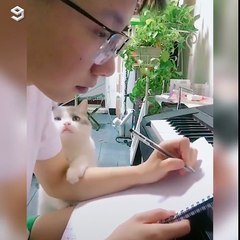 Nothing can be done when you cat needs attention