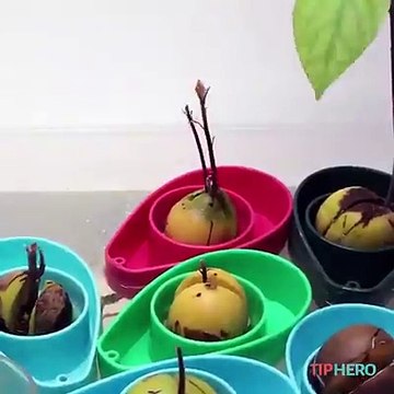 Here's how to grow your own avocados at home! #sponsored by AvoSeedo - Grow your own Avocado TreePurchase here: amzn.to/2qdviWRLearn More: