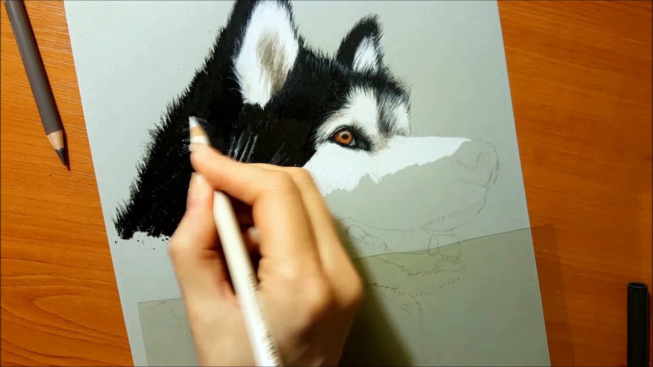 Draw Louis the Alaskan malamute tutorial by simonnasmoonsomeart on