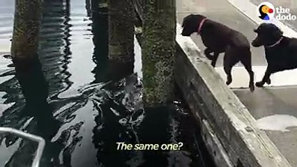 This otter wants to play with these dogs SO BADLY — he even tries to get on their boat 