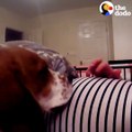 Dogs meeting their newborn human siblings for the first time ❤️