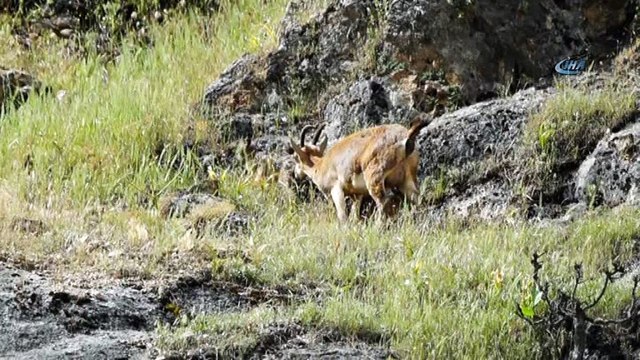 Yeni doğmuş dağ keçileri görüntülendi