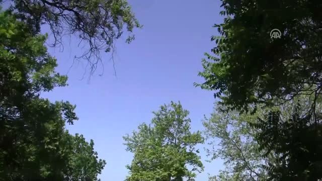 Yuvadan Düşen Yavru Karga Zor Anlar Yaşattı