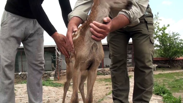 Yaralı bulunan geyik yavrusu koruma altına alındı - ANKARA