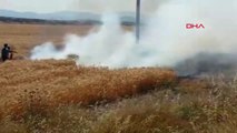 Gaziantep İslahiye'de 2 Dönüm Buğday Ekili Tarla Yandı