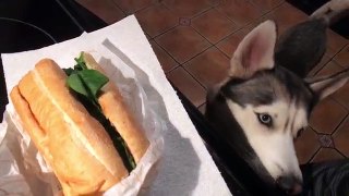 What a Begging Husky Looks Like!