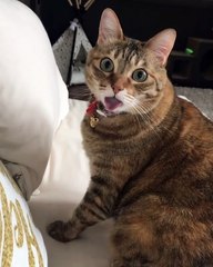 Try to stay SERIOUS -The most popular CAT videos Home cats