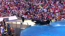 Seaworld SHAMU Killer Whale Show