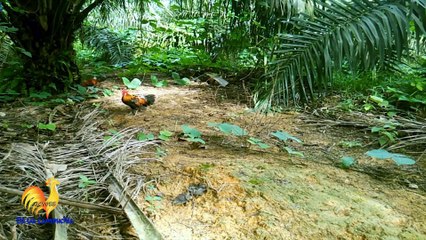 Trận Đá Gà Thomo ở Rừng Bất Ngờ Nhất Mà Chưa Ai Từng Xem