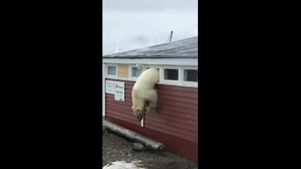 Jegesmedve járt egy szállodában