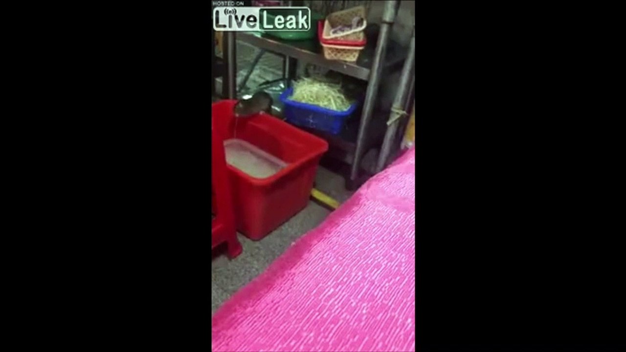 Des rats qui ont faim