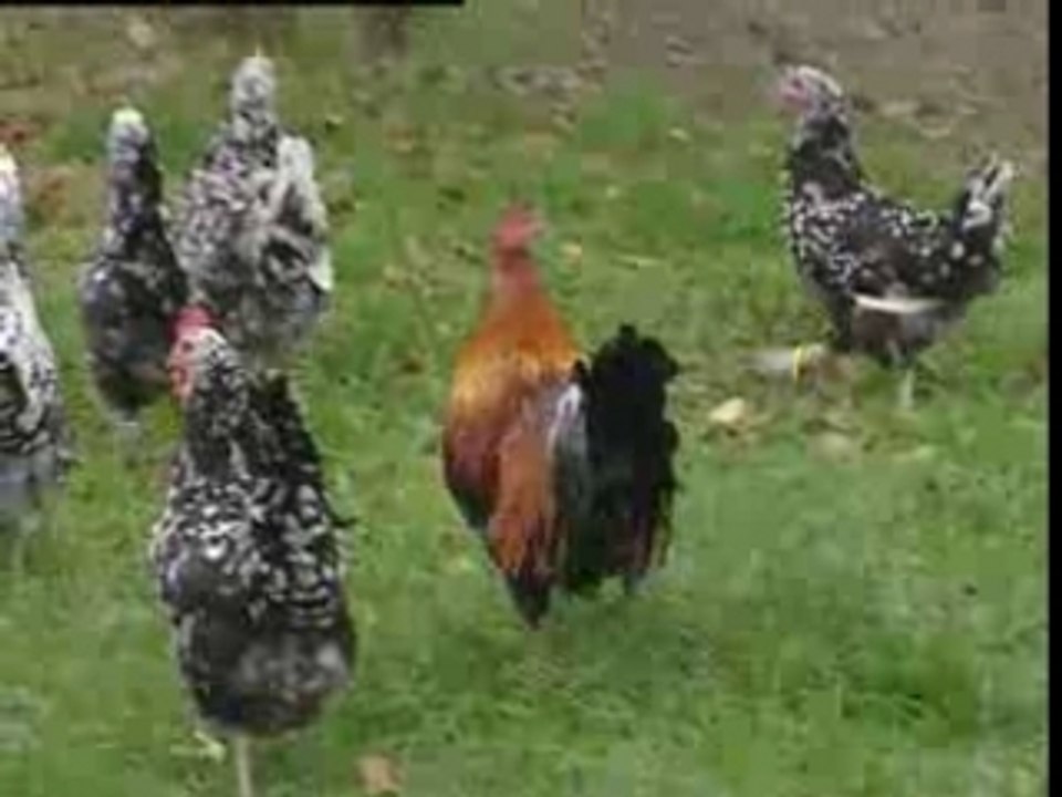 Centre sauvegarde faune sauvage, DAME BLANCHE