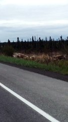 Man Herds Caribou off the Highway