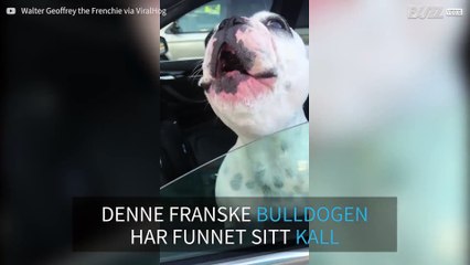 Fransk bulldog synger som en operatenor
