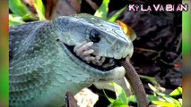 Nếu gặp 10 loài rắn kỳ lạ này bạn phải chạy thật nhanh nếu muốn sống