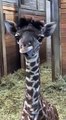 Un bébé giraffe trop mignon...