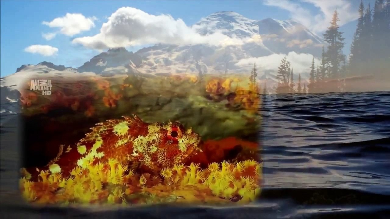 Beautiful Nature Deep Sea - Đàn Tranh 65X