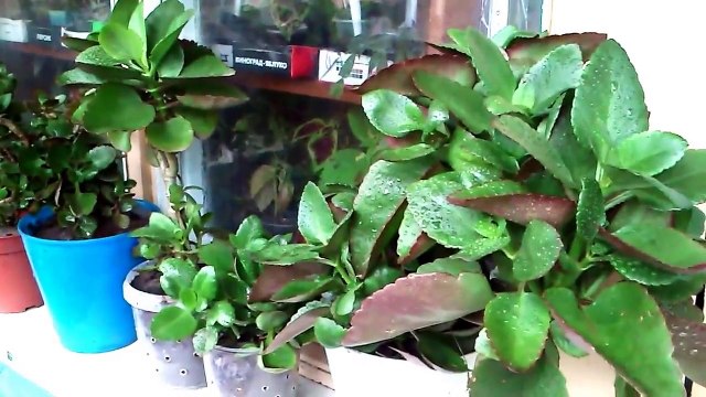 Комнатное растение каланхоэ Блоссфельда в домашних условиях