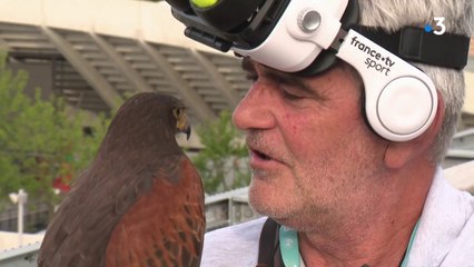 Roland-Garros : "Balles masquées" avec le fauconnier du tournoi