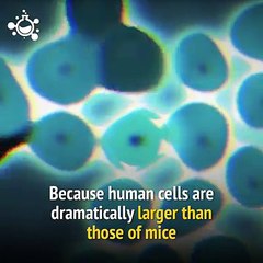 Injecting mice with human brain cells makes them smarter.