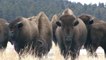 American bison, South Dakota, USA