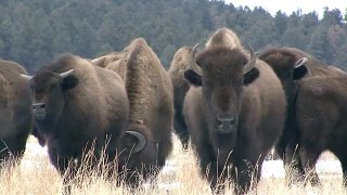 American bison, South Dakota, USA