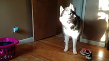 Husky se ofende com a mãe que o acusa de pegar um sapato